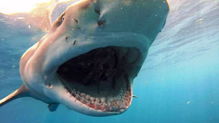 Underwater Videographer Gets Up Close With Apex Predators