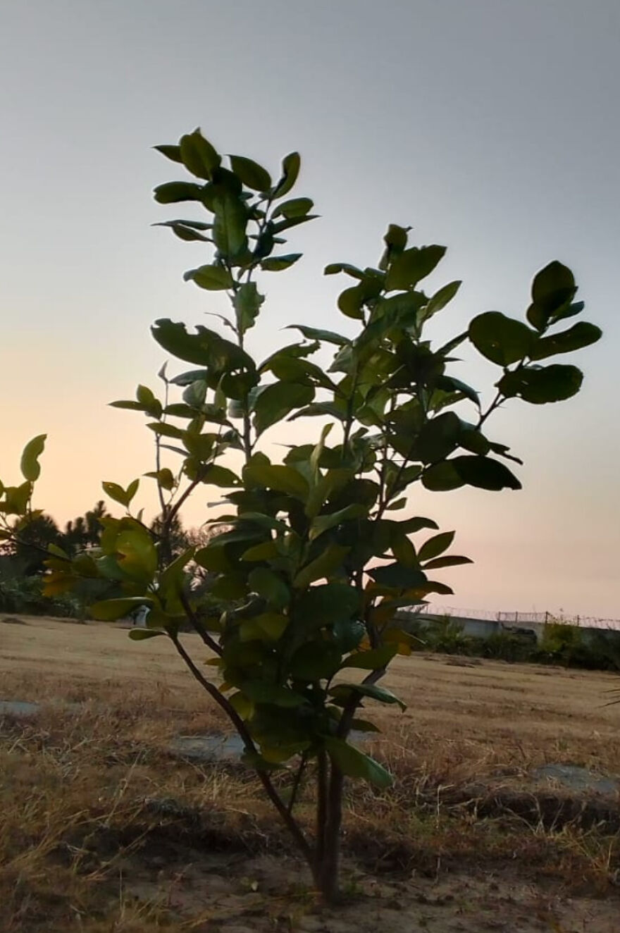 Here Are The Most Beautiful Scenes Of Plants During Sun Drowning Here Are The Most Beautiful Scenes Of Plants During Sun Drowning