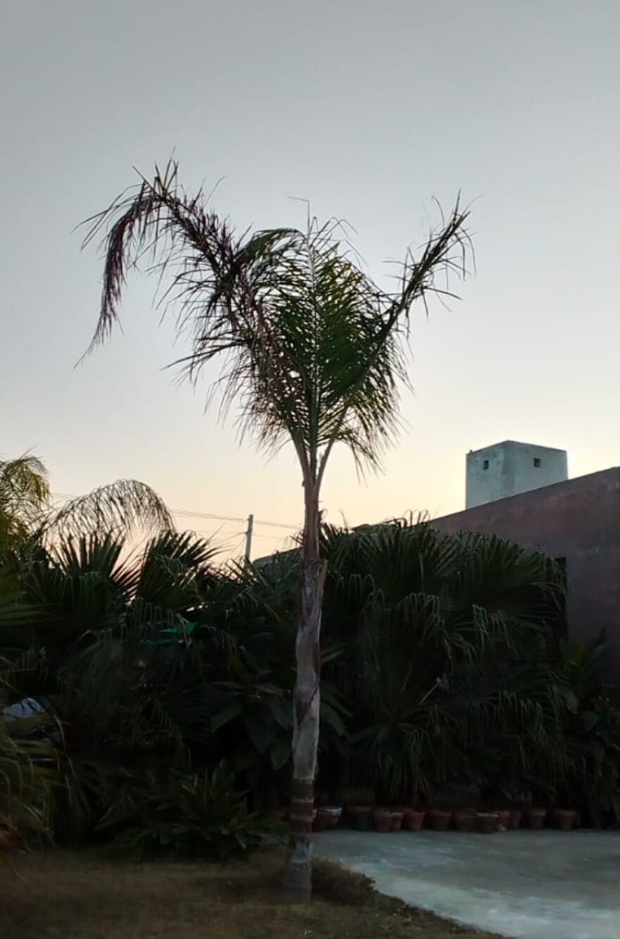 Here Are The Most Beautiful Scenes Of Plants During Sun Drowning Here Are The Most Beautiful Scenes Of Plants During Sun Drowning