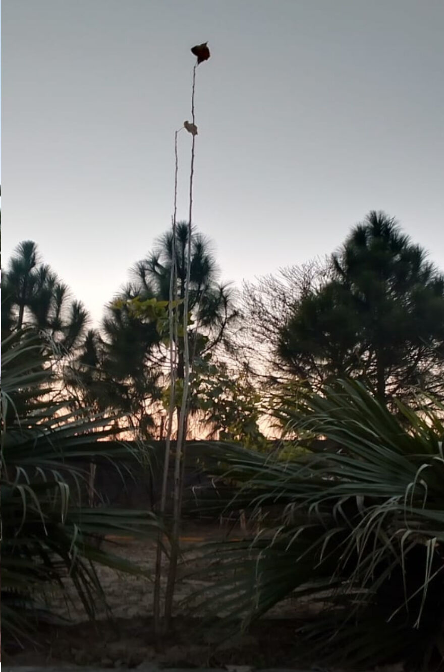 Here Are The Most Beautiful Scenes Of Plants During Sun Drowning Here Are The Most Beautiful Scenes Of Plants During Sun Drowning