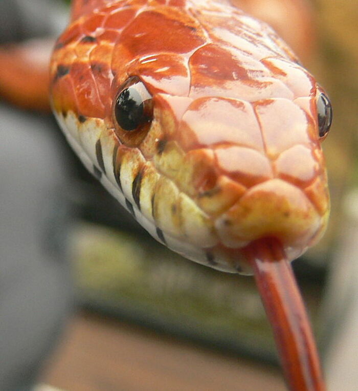 I Always Wanted A Corn Snake, But Never Got One :(