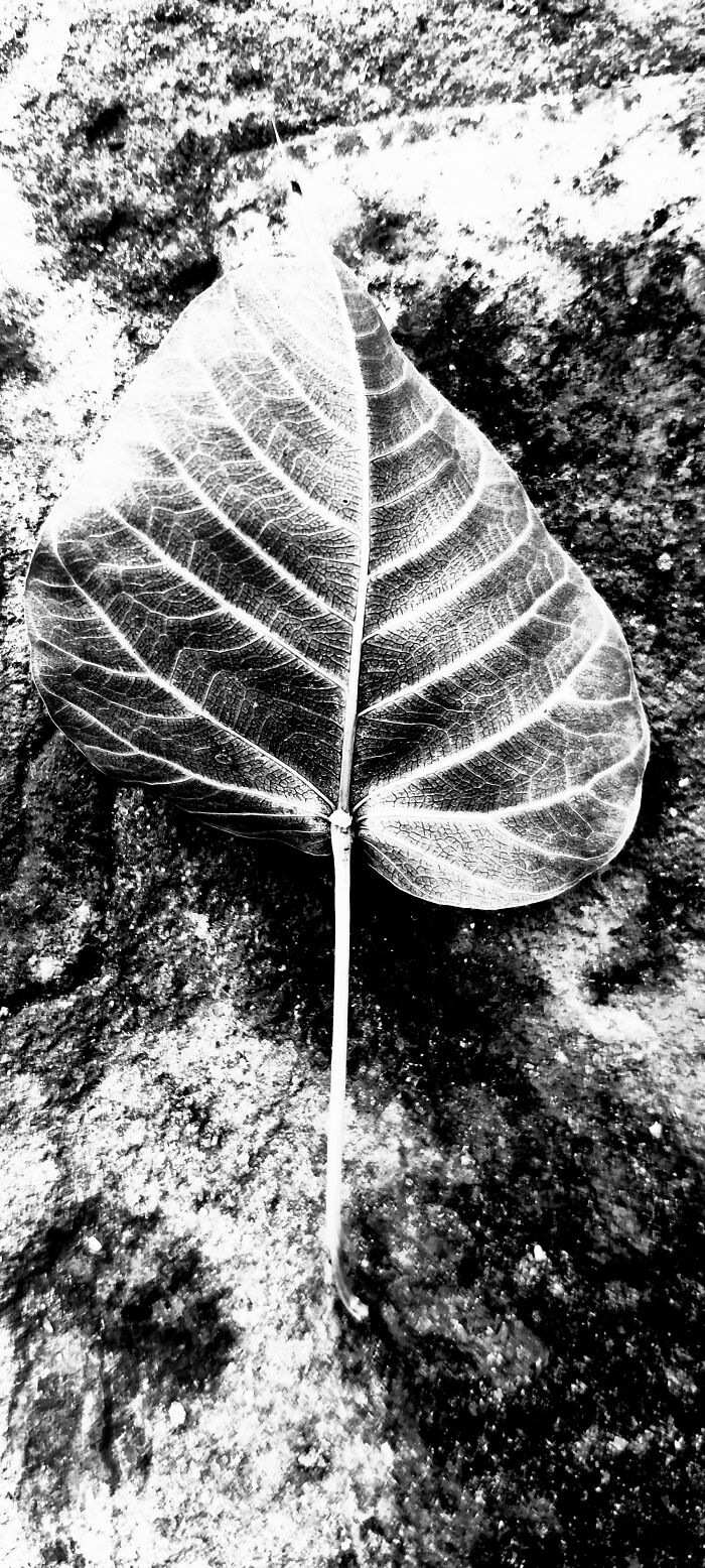 Banyan Leaf - Black & White