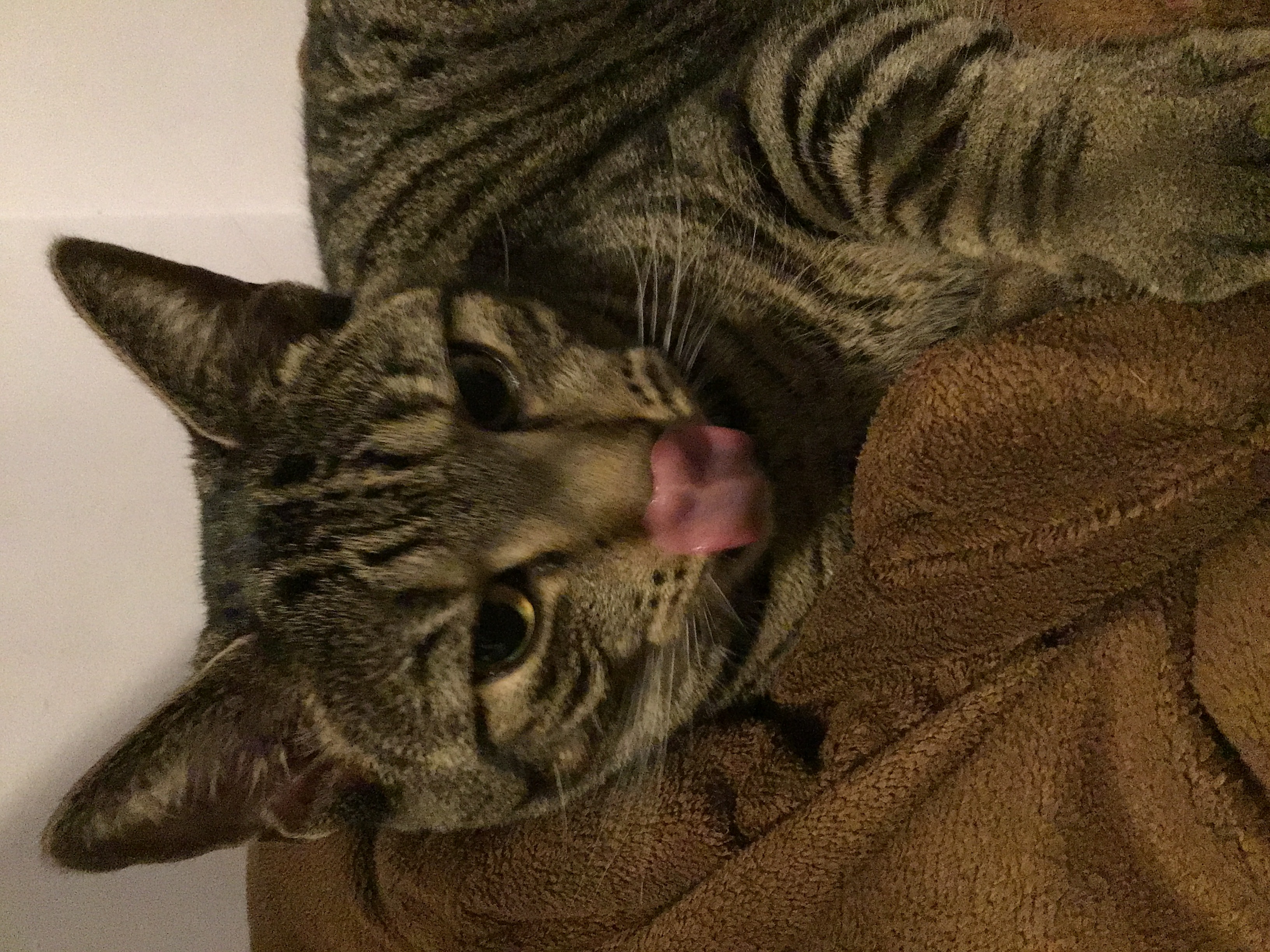 Hey Pandas, Post The Best Picture Of Your Pet