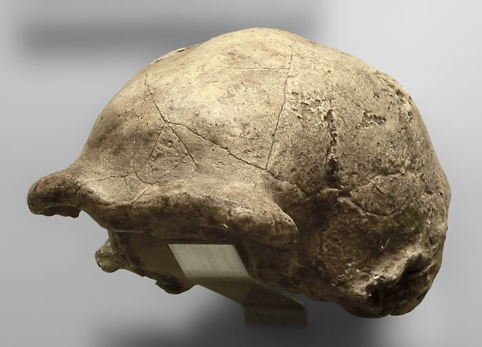 Homo erectus pekinensis (cast of Zhoukoudian III) at Göteborgs Naturhistoriska Museum