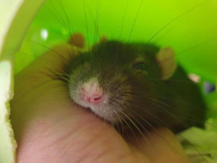 Snuggle Rat