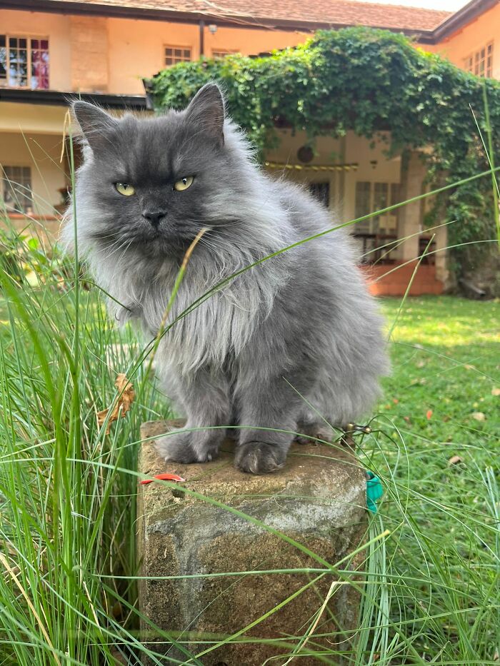 Smokey - A Persian Rescued From Near Death On The Streets Of Cairo