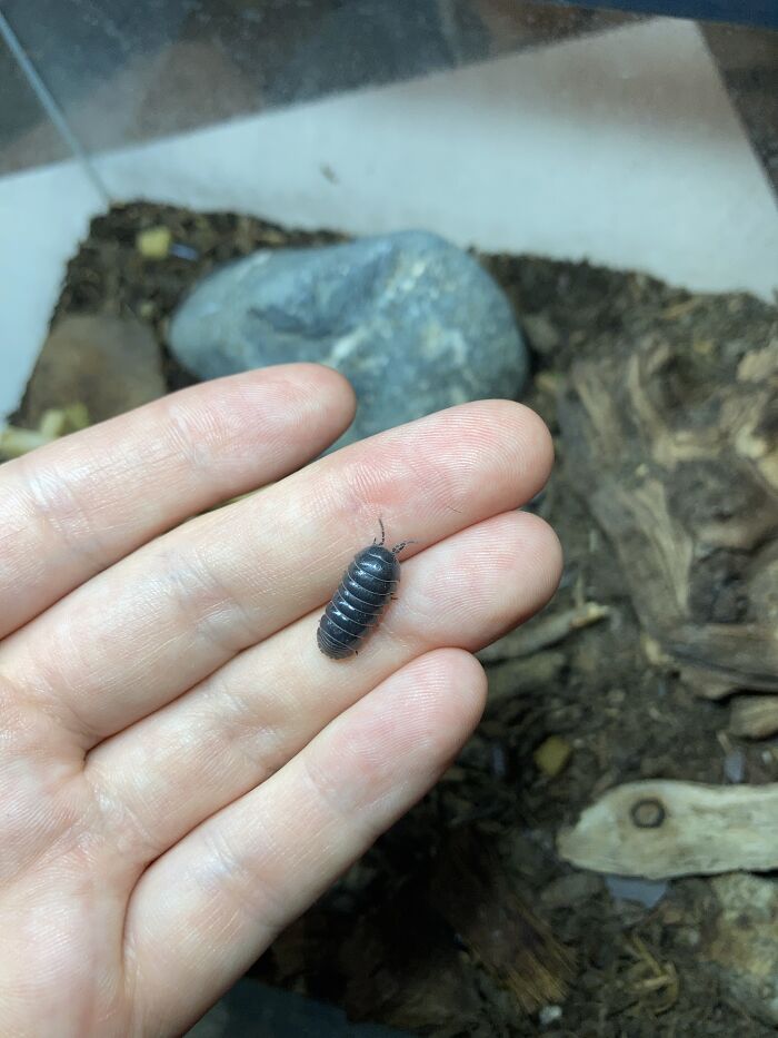 One Of My Pillbugs! (Armadillidium Vulgare, Aka Roly-Poly.) I Have An Entire Terrarium Of These Little Guys!