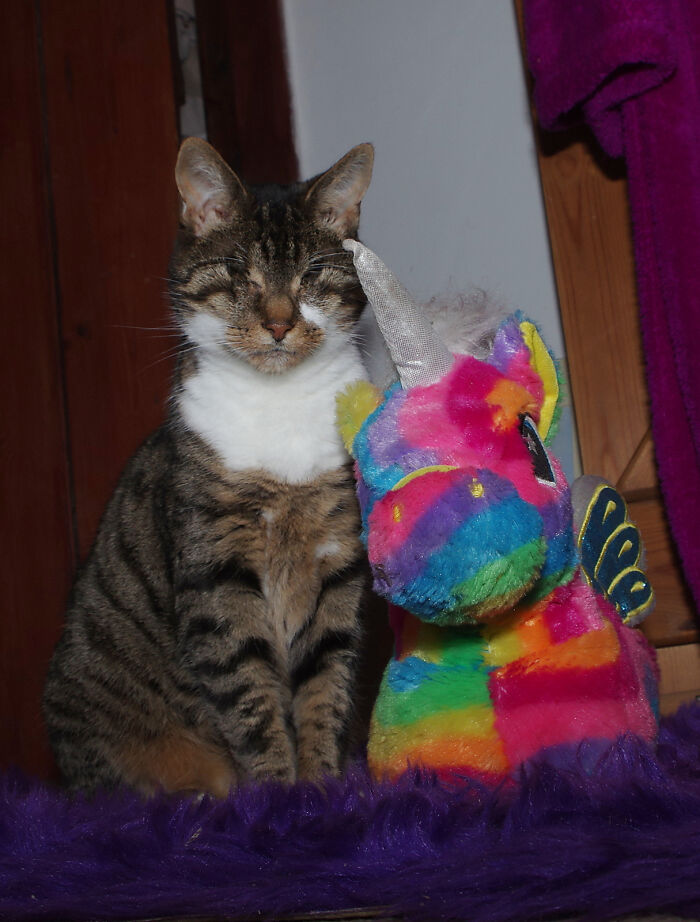 My Wife Adopted A Blind Cat That Was Rescued From The Streets Of Wrexham And This Is How Her Life Looks Now My Wife Adopted A Blind Cat That Was Rescued From The Streets Of Wrexham And This Is How Her Life Looks Now