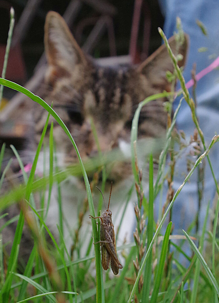 My Wife Adopted A Blind Cat That Was Rescued From The Streets Of Wrexham And This Is How Her Life Looks Now My Wife Adopted A Blind Cat That Was Rescued From The Streets Of Wrexham And This Is How Her Life Looks Now