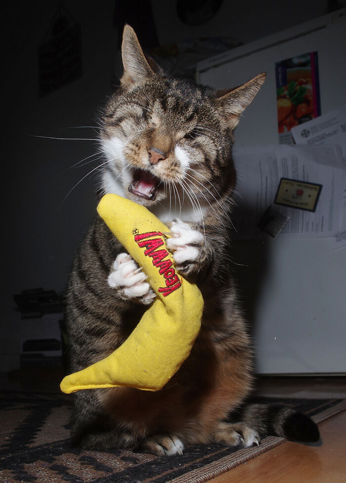 My Wife Adopted A Blind Cat That Was Rescued From The Streets Of Wrexham And This Is How Her Life Looks Now My Wife Adopted A Blind Cat That Was Rescued From The Streets Of Wrexham And This Is How Her Life Looks Now