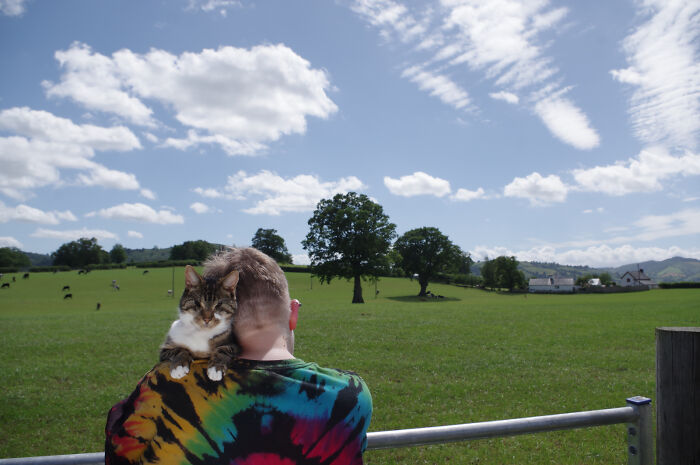 My Wife Adopted A Blind Cat That Was Rescued From The Streets Of Wrexham And This Is How Her Life Looks Now My Wife Adopted A Blind Cat That Was Rescued From The Streets Of Wrexham And This Is How Her Life Looks Now