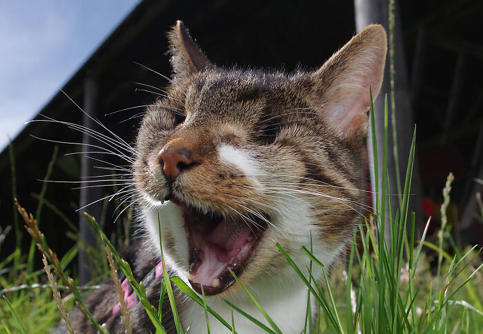 My Wife Adopted A Blind Cat That Was Rescued From The Streets Of Wrexham And This Is How Her Life Looks Now My Wife Adopted A Blind Cat That Was Rescued From The Streets Of Wrexham And This Is How Her Life Looks Now