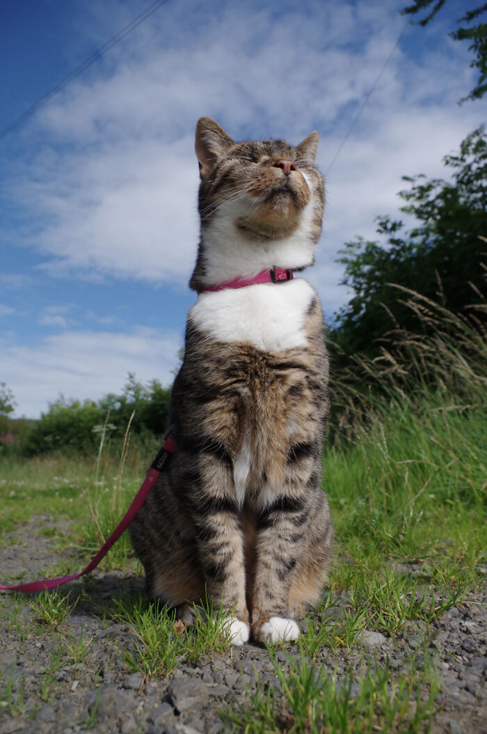 My Wife Adopted A Blind Cat That Was Rescued From The Streets Of Wrexham And This Is How Her Life Looks Now My Wife Adopted A Blind Cat That Was Rescued From The Streets Of Wrexham And This Is How Her Life Looks Now