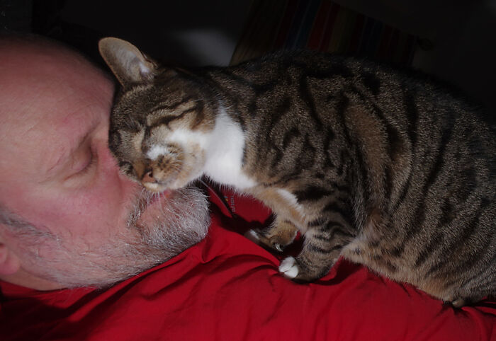 My Wife Adopted A Blind Cat That Was Rescued From The Streets Of Wrexham And This Is How Her Life Looks Now My Wife Adopted A Blind Cat That Was Rescued From The Streets Of Wrexham And This Is How Her Life Looks Now