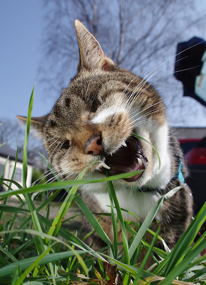 My Wife Adopted A Blind Cat That Was Rescued From The Streets Of Wrexham And This Is How Her Life Looks Now