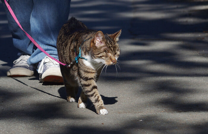 My Wife Adopted A Blind Cat That Was Rescued From The Streets Of Wrexham And This Is How Her Life Looks Now My Wife Adopted A Blind Cat That Was Rescued From The Streets Of Wrexham And This Is How Her Life Looks Now