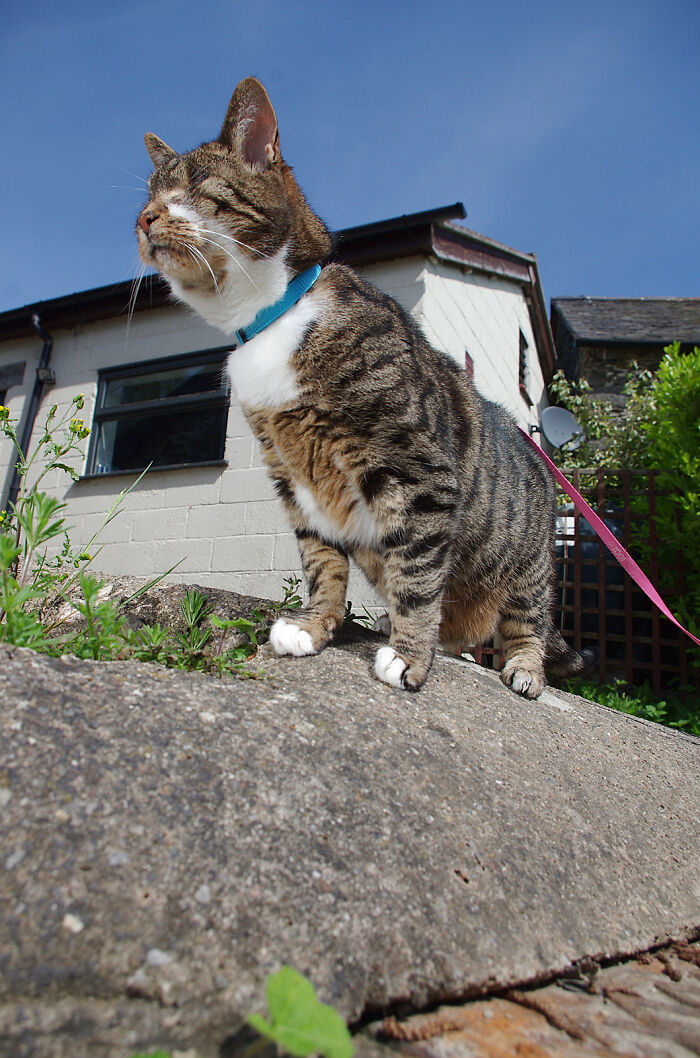 My Wife Adopted A Blind Cat That Was Rescued From The Streets Of Wrexham And This Is How Her Life Looks Now