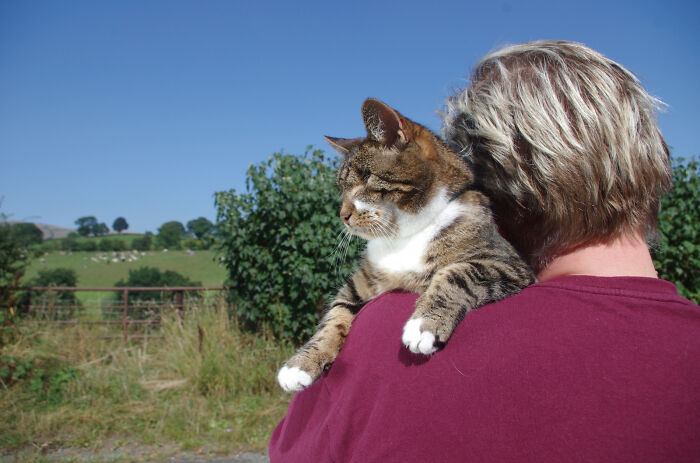 My Wife Adopted A Blind Cat That Was Rescued From The Streets Of Wrexham And This Is How Her Life Looks Now