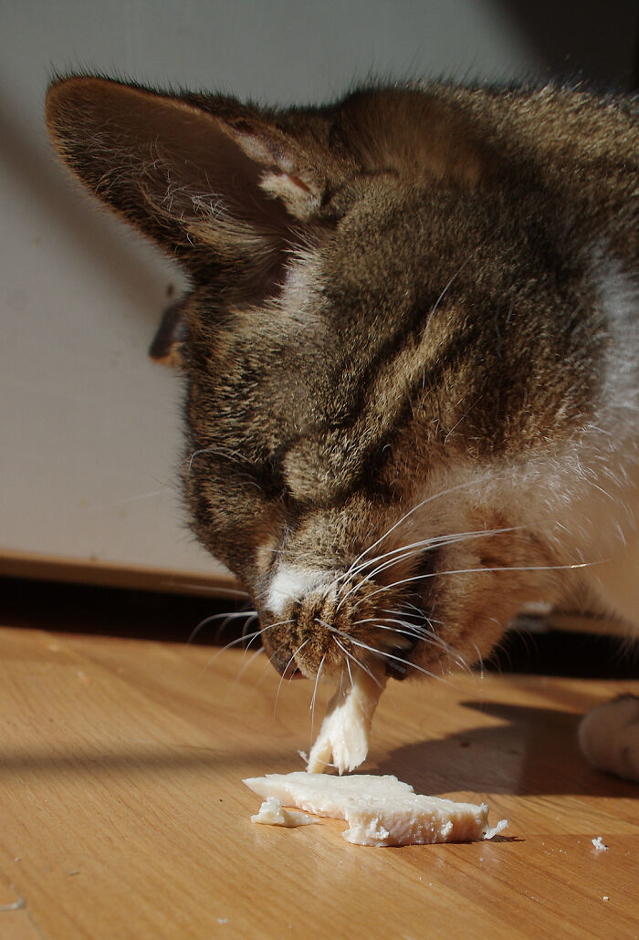 My Wife Adopted A Blind Cat That Was Rescued From The Streets Of Wrexham And This Is How Her Life Looks Now My Wife Adopted A Blind Cat That Was Rescued From The Streets Of Wrexham And This Is How Her Life Looks Now