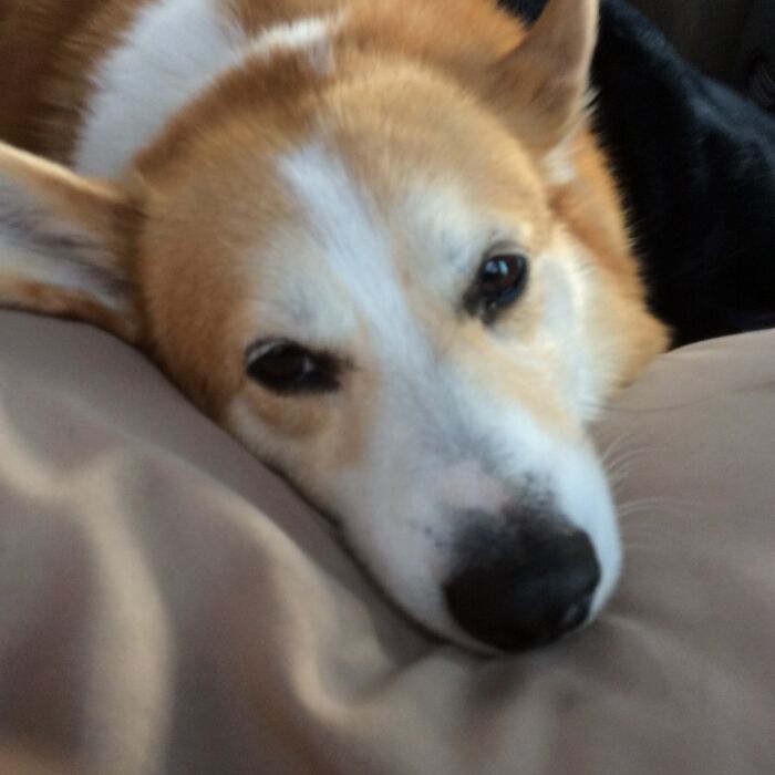 This Is Yana. She Was A Rescue Corgi Adopted After Being Surrendered From Her Breeder. She Was The Sweetest Dog You Could Meet. She Passed Away Earlier This Year From Cancer At The Age Of 14