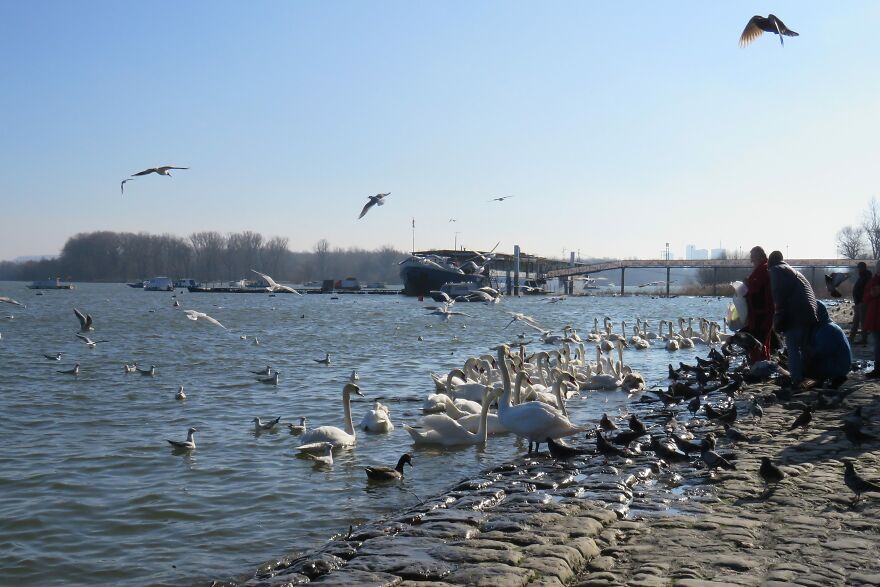 Swans, Seagulls, Pigeons, Cormorants... The Promenade By The Confluence Of The Sava And Danube Rivers, People Enjoy Watching The Wonderful Birds, Many Feed Them