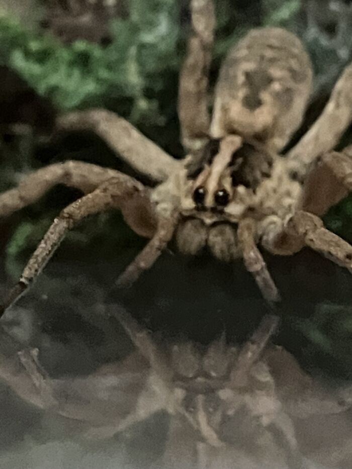 This Is Miley, My 2-Inch Wolf Spider