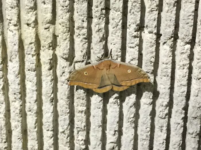Moth On The Wall At The Lenox Square Marta Station