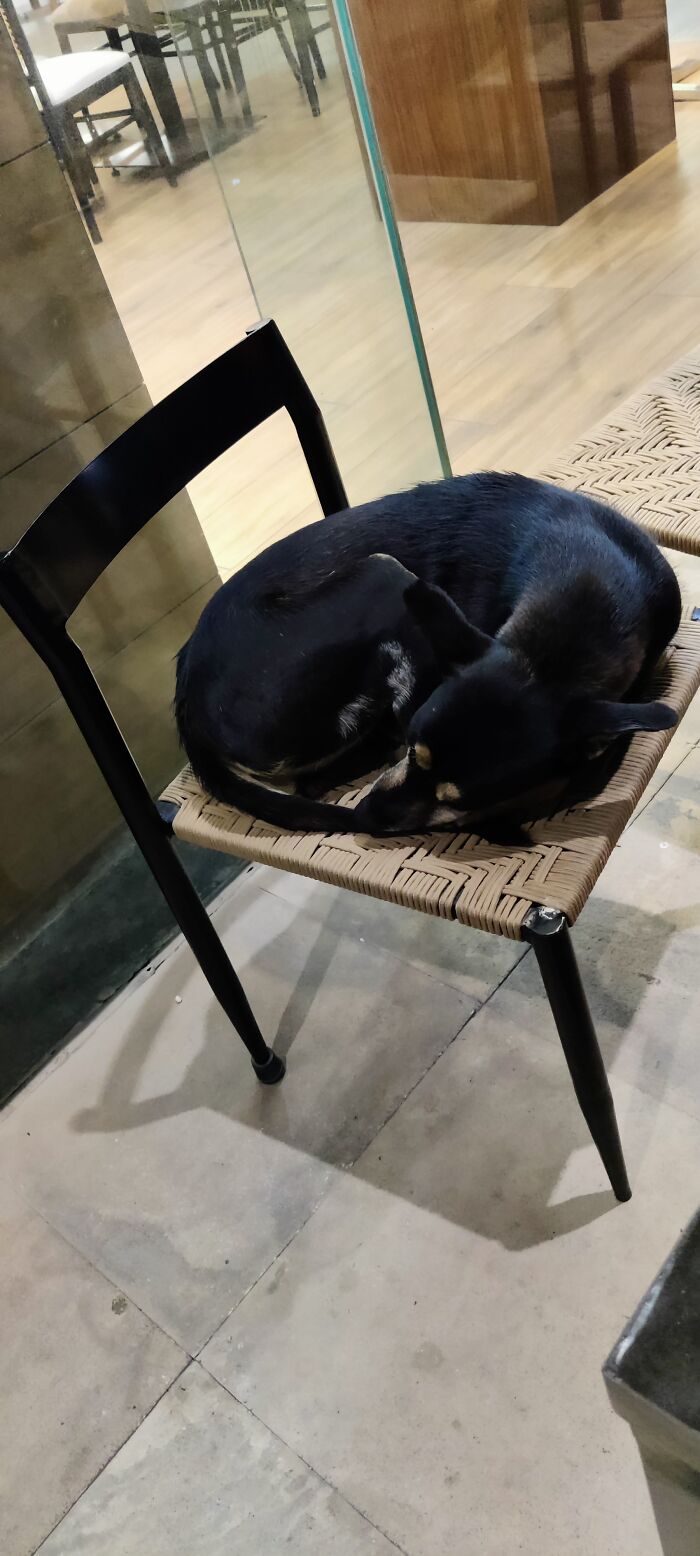 Street Dog Sleeping On A Chair Outside A Coffee Shop