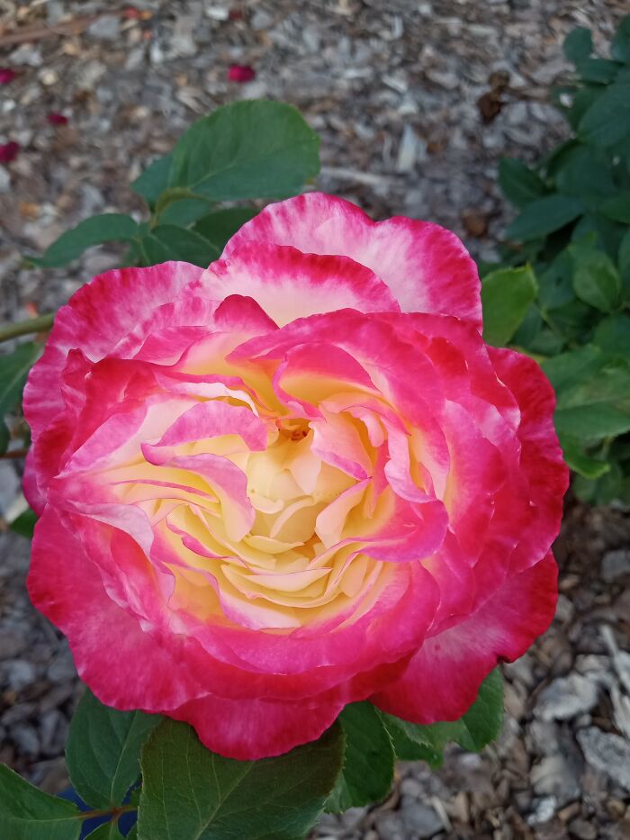 A Rose From My Mom's Garden. She Passed Away Last Year And I've Been Taking Care Of Her Garden Q