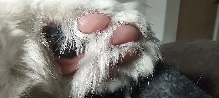 Beans And Hair, Both Very Soft