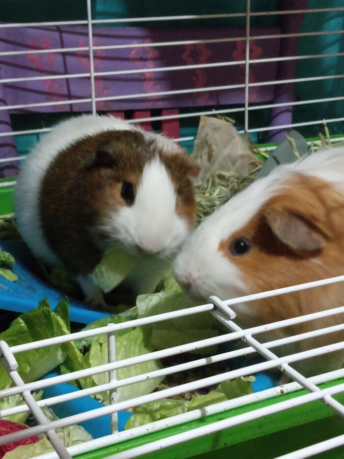 Harry And Pippin Noming On Some Lettuce