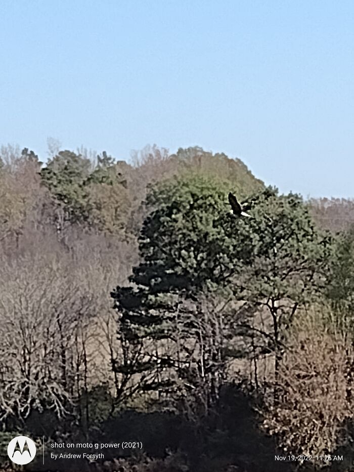 Bald Eagle Near My Home In Nc Sorry For The Low Quality