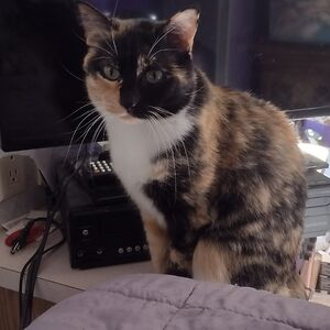 catmother1964 avatar