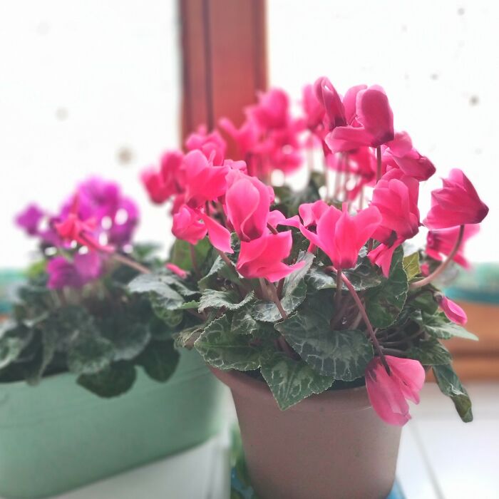It Is Very Cold In My Apartment In The Old Stone House. However, These Flowers Love The Cold