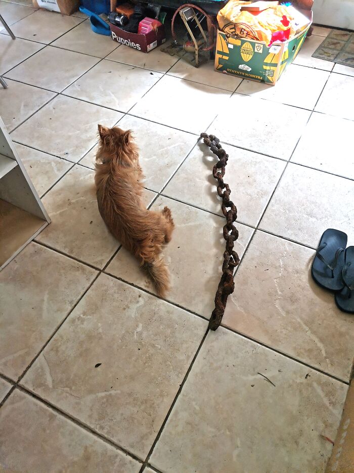 Big Thick Chain. Dog For Comparison