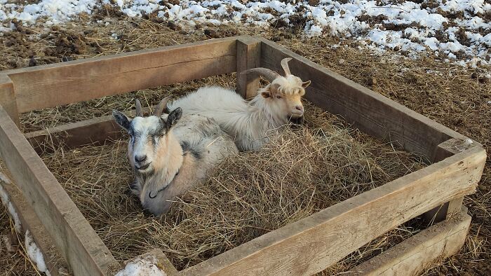 A Small Addition To Bp's Herd Of Goats: Margery (Front) And Thomas (Back)