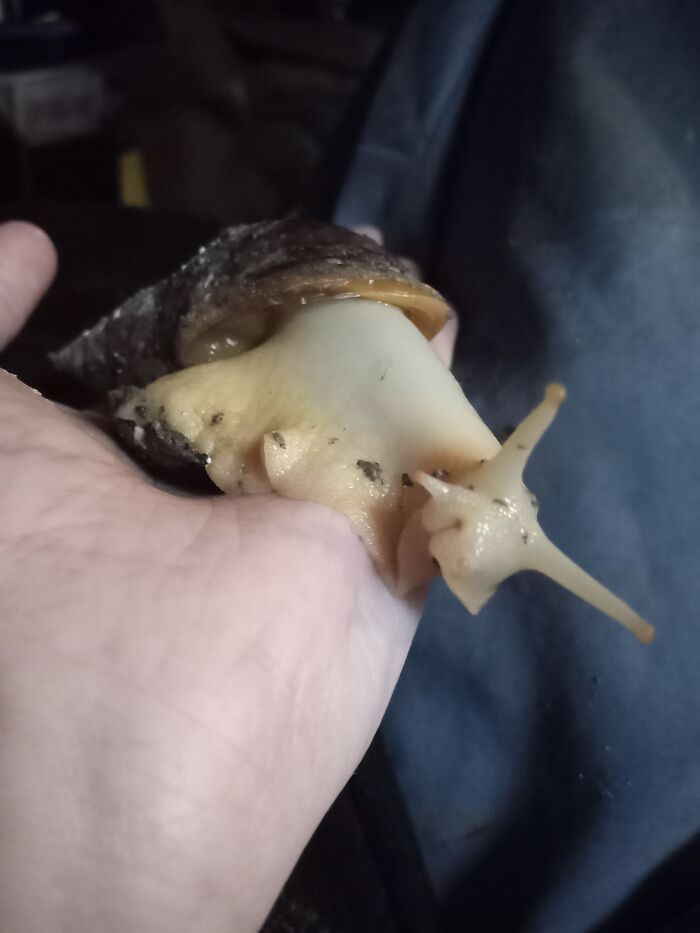 This Is Silvia She Is A Achatina Tiger Albino Snail . I Love Her So Much