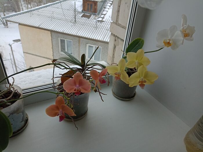 Hey Pandas, These Are My Orchids