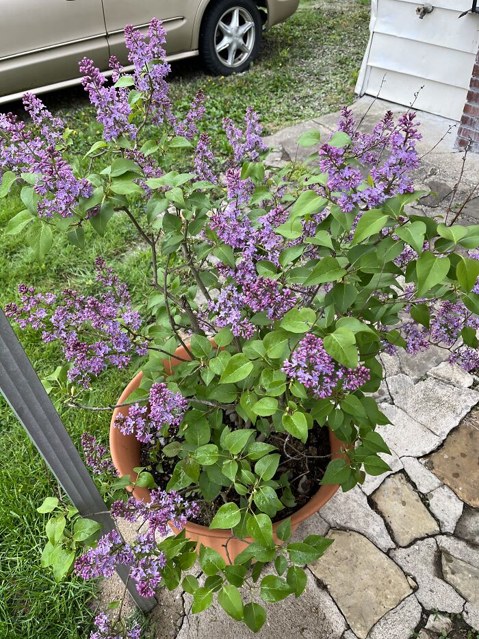 My Lilacs This Past Summer. They Smell So Good!