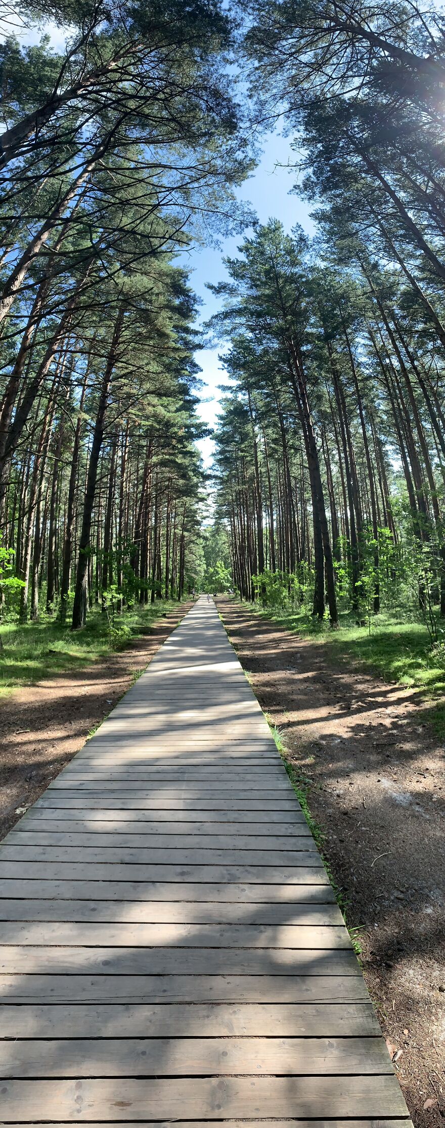 Summer, Early Morning. Forest With One Straight Path To The Sea