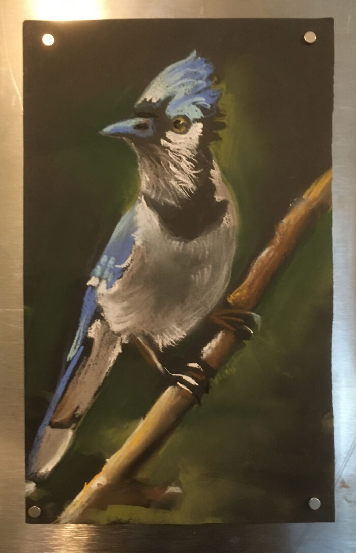 A Young Bluejay Drawn With Pastels On Black Paper