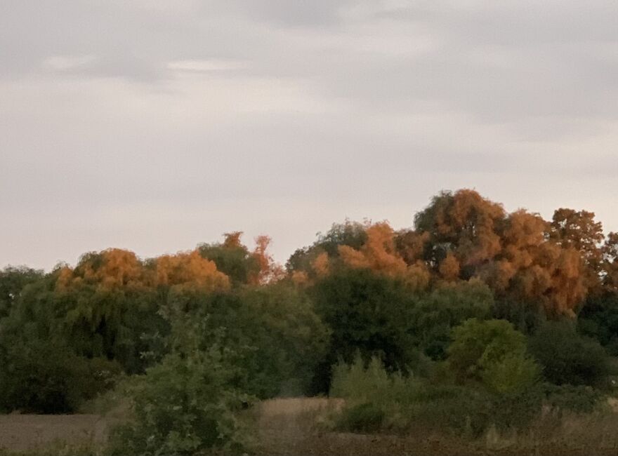 Autumn Morning, And It Looks Like Nature By Itself Already Knows, How Trees Will Look Like After A Month