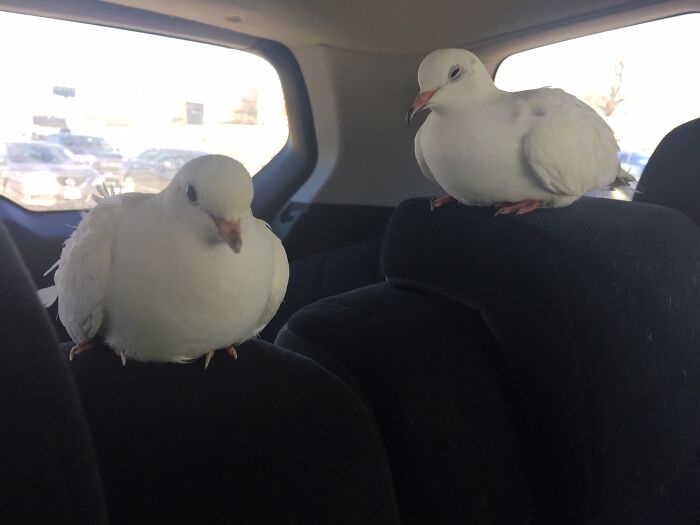 My Doves. The Cutest, Most Floof Birds Ever