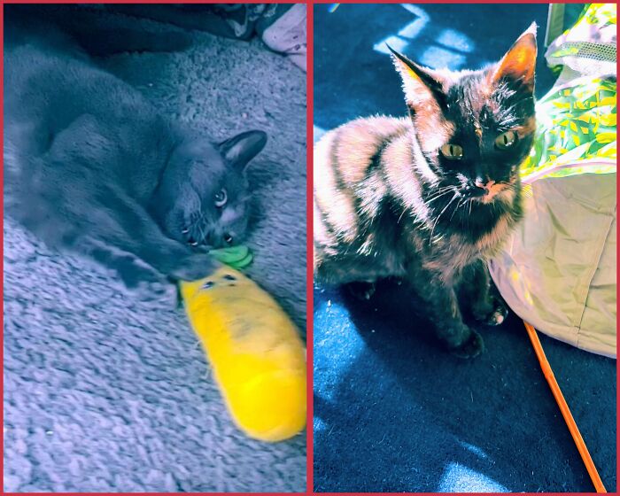 On The Left We Have Baba Yaga And Cinder On The Right