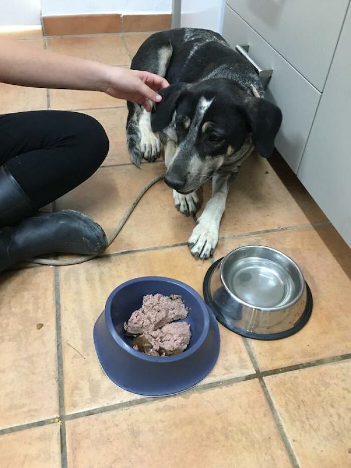 We Teach New Dogs, Using Old Tricks, At The Adana Dog Rescue Centre We Teach New Dogs, Using Old Tricks, At The Adana Dog Rescue Centre