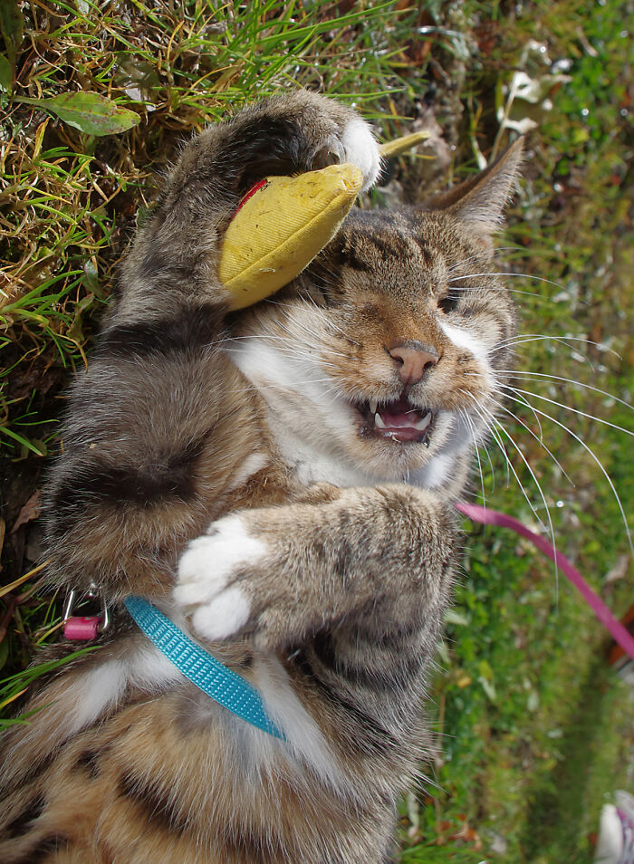 My Wife Adopted A Blind Cat That Was Rescued From The Streets Of Wrexham And This Is How Her Life Looks Now My Wife Adopted A Blind Cat That Was Rescued From The Streets Of Wrexham And This Is How Her Life Looks Now