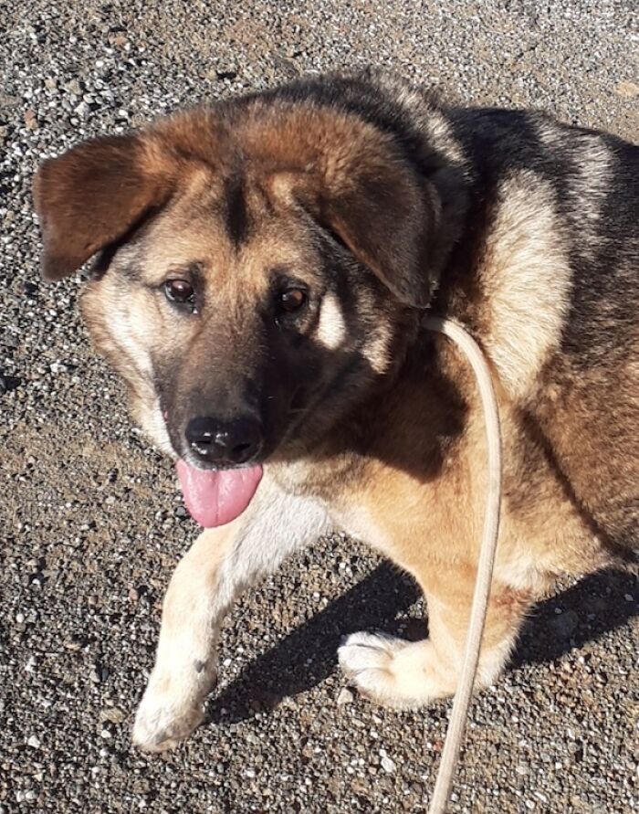 We Teach New Dogs, Using Old Tricks, At The Adana Dog Rescue Centre We Teach New Dogs, Using Old Tricks, At The Adana Dog Rescue Centre