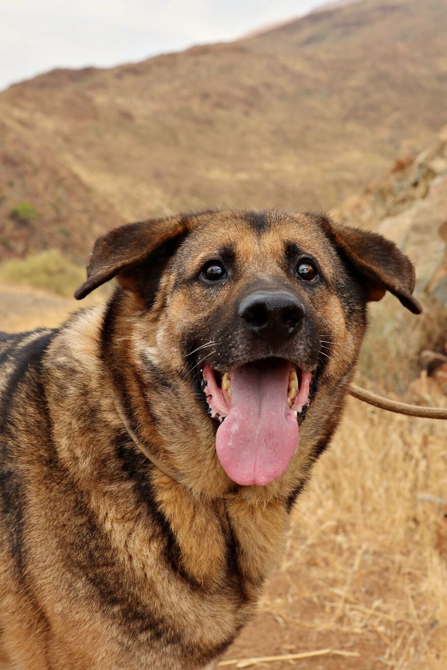 We Took 140 Dogs For A Walk During Christmas At The Adana Dog Rescue Center