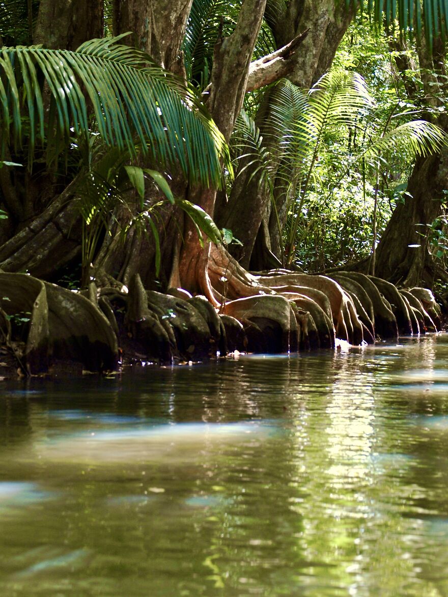 A Beautiful Mangrove Where You Can Paddleboat