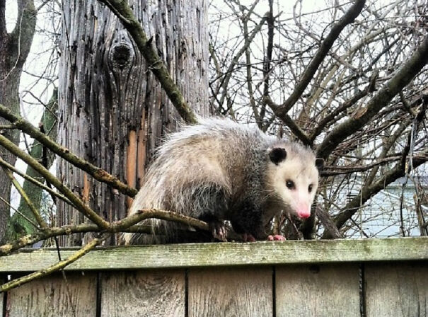 Opossum-in-yard-63cda0687e8da.jpg